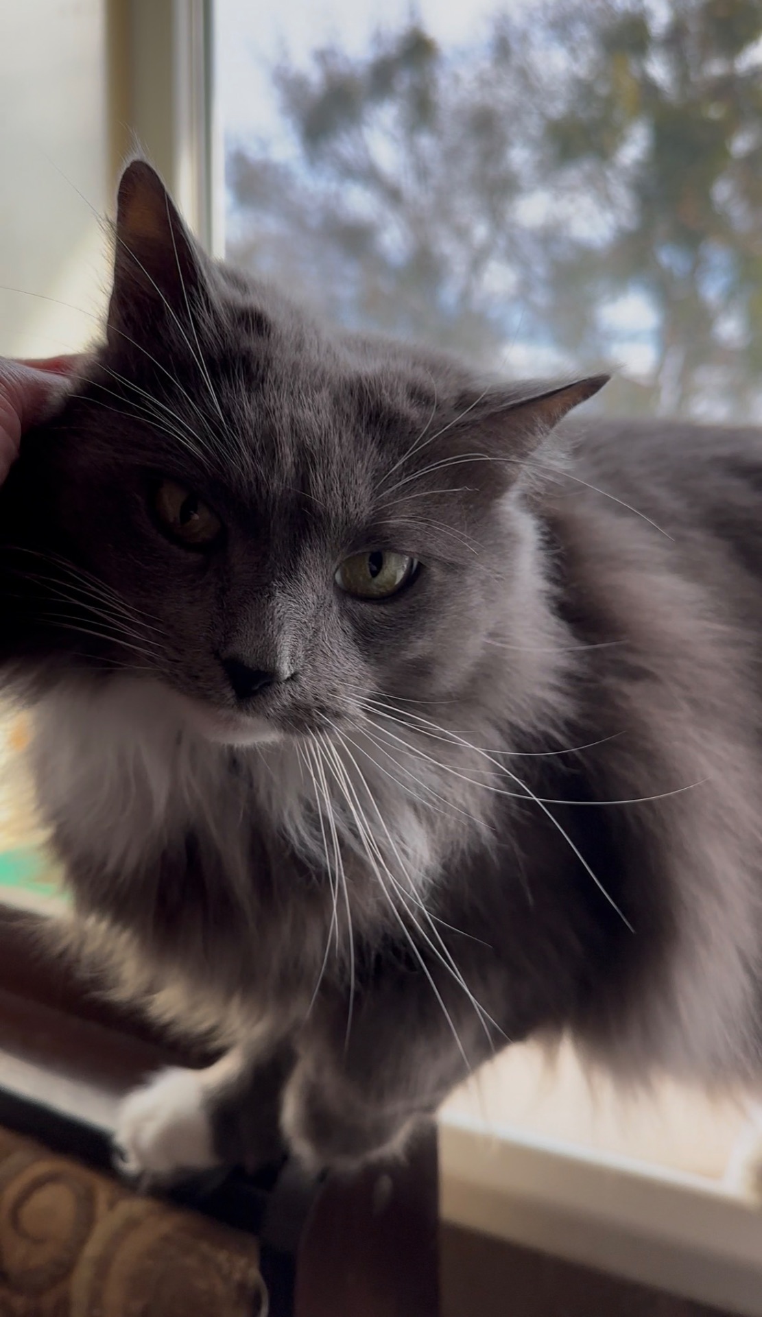 Домашній котик, якого покинули шукає родину!