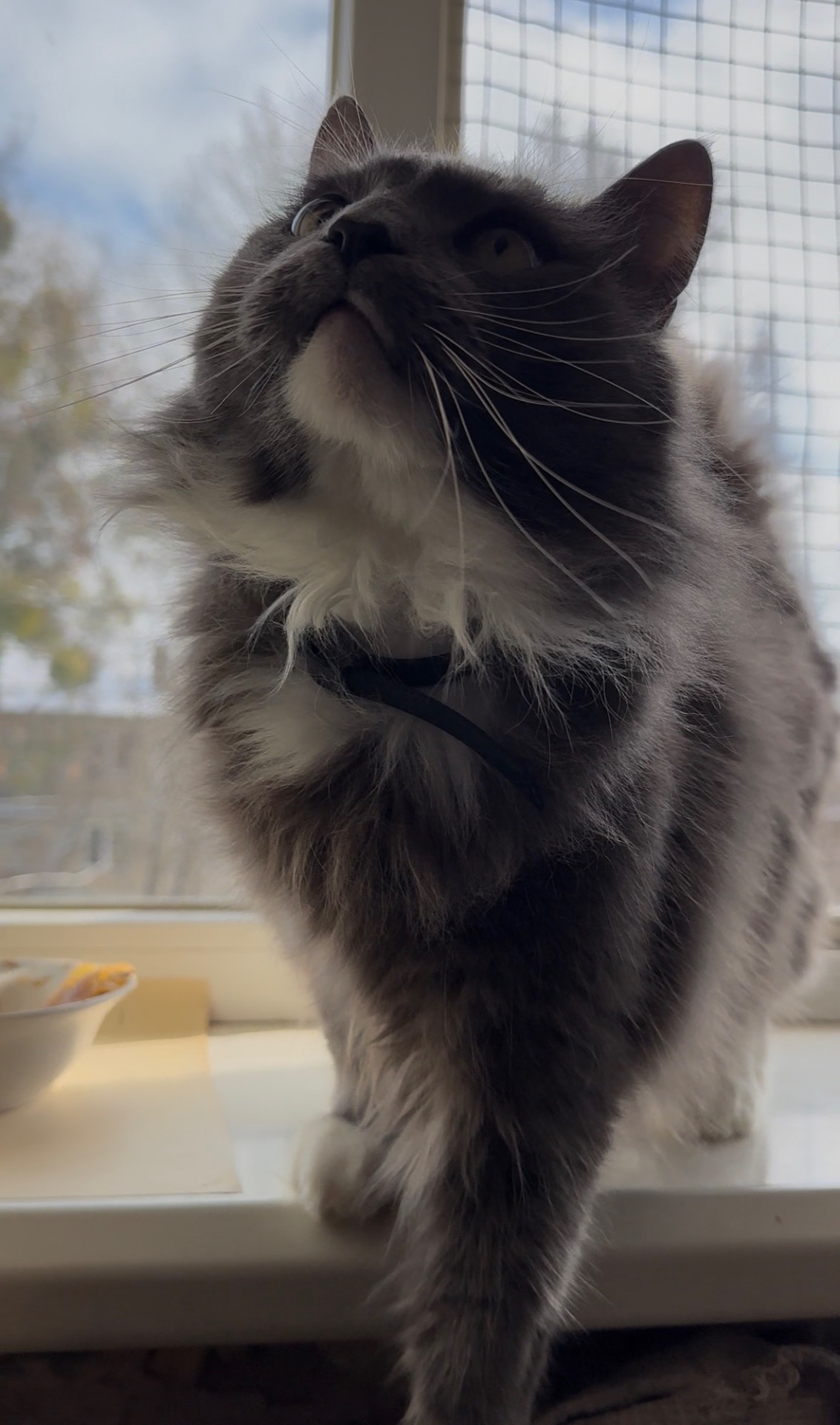 Домашній котик, якого покинули шукає родину!