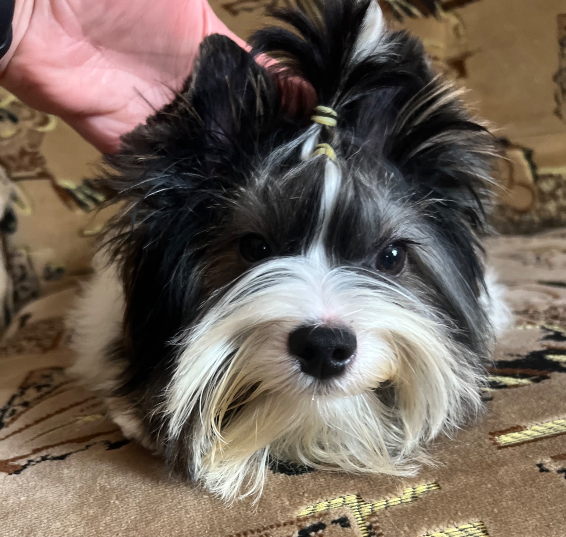 Мальчишка бивер йорк КСУ