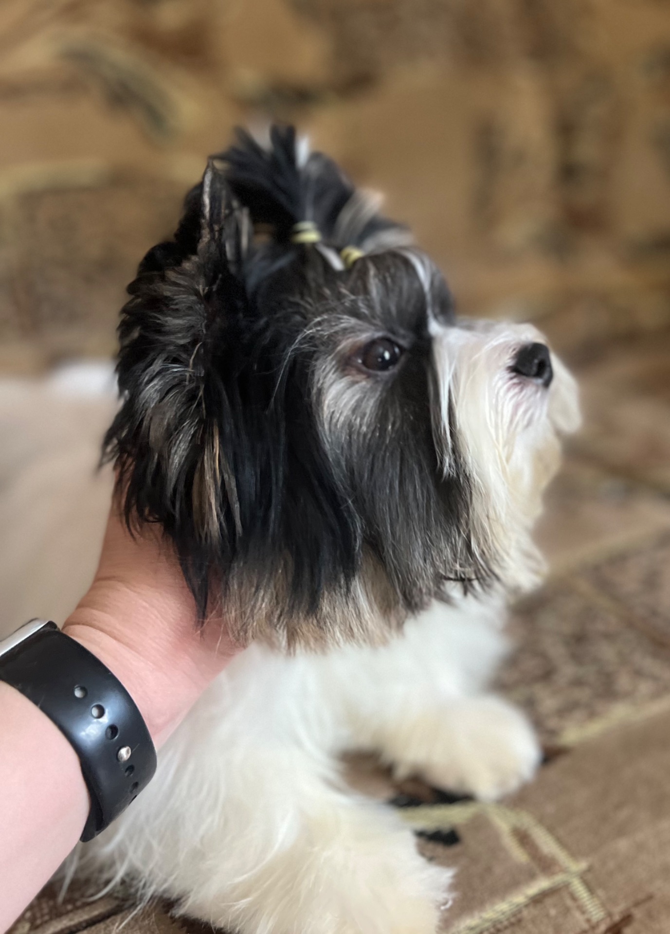 Мальчишка бивер йорк КСУ