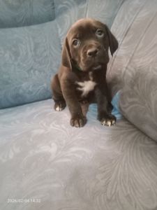 Щенки Кане Корсо