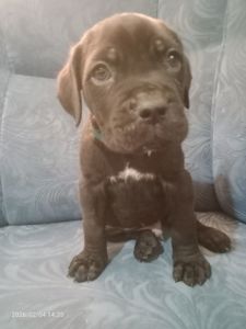 Щенки Кане Корсо