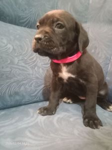 Щенки Кане Корсо