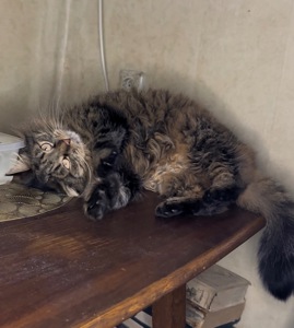 Домашня кішка, яку покинули шукає родину!