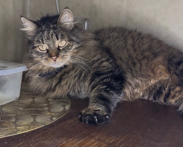 Домашня кішка, яку покинули шукає родину!