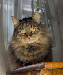 Домашня кішка, яку покинули шукає родину!