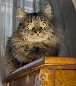 Домашня кішка, яку покинули шукає родину!