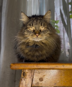 Домашня кішка, яку покинули шукає родину!