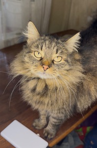 Домашня кішка, яку покинули шукає родину!