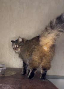 Домашня кішка, яку покинули шукає родину!