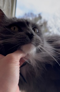 Домашній котик, якого покинули шукає родину!