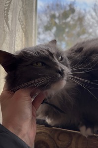 Домашній котик, якого покинули шукає родину!