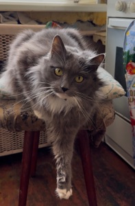 Домашній котик, якого покинули шукає родину!