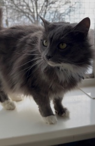 Домашній котик, якого покинули шукає родину!