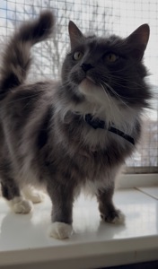 Домашній котик, якого покинули шукає родину!