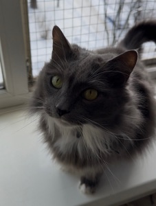 Домашній котик, якого покинули шукає родину!