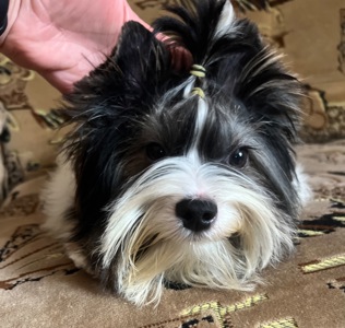 Мальчишка бивер йорк КСУ