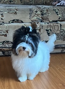 Мальчишка бивер йорк КСУ