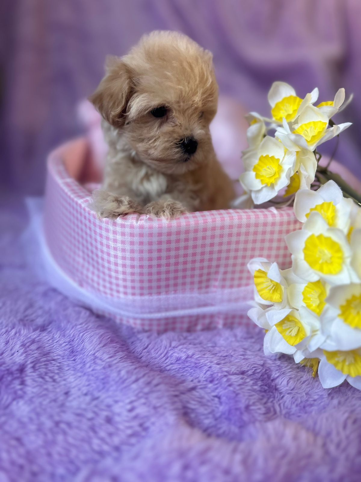 Щенки Мальтипу микро