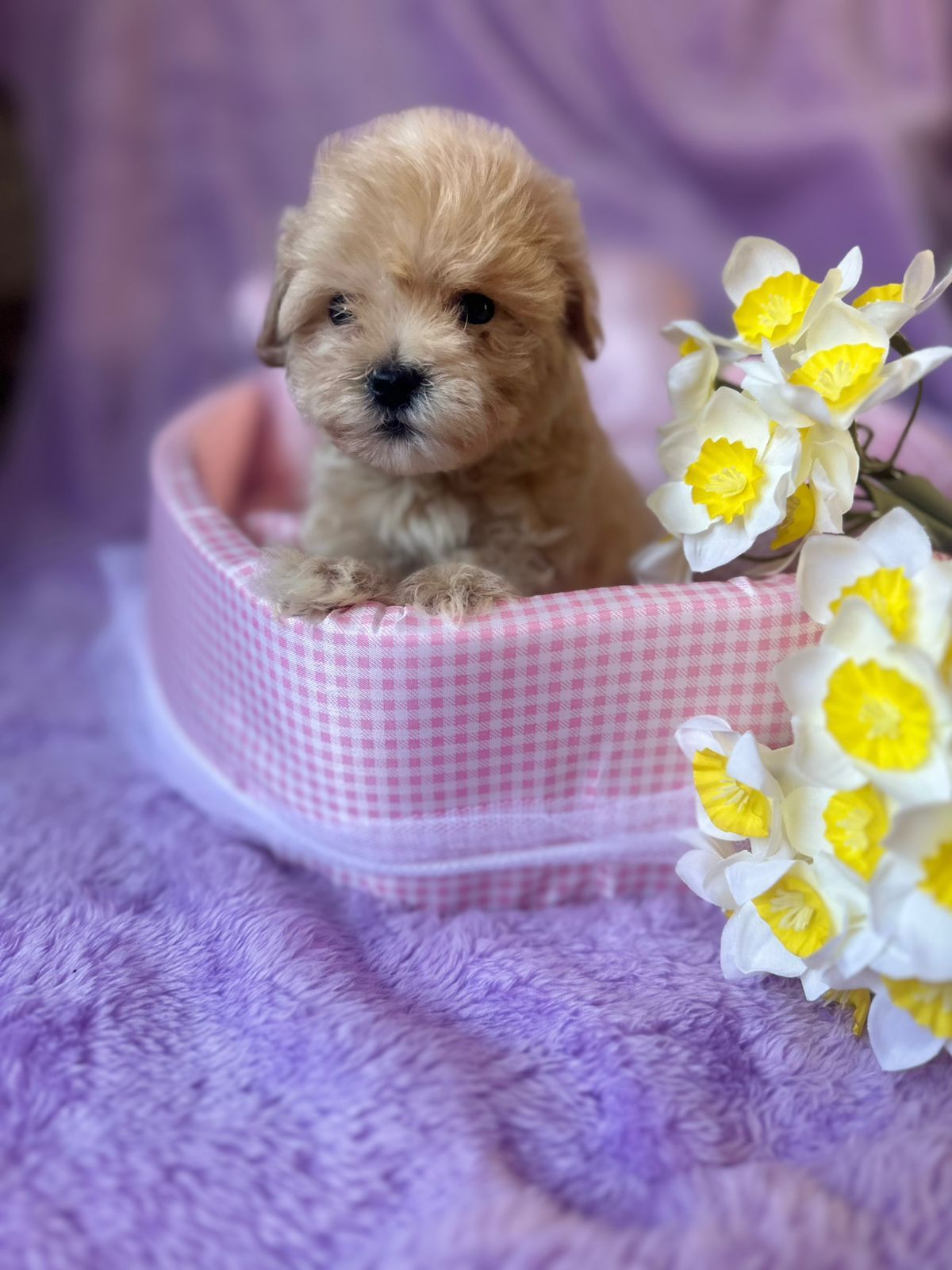 Щенки Мальтипу микро