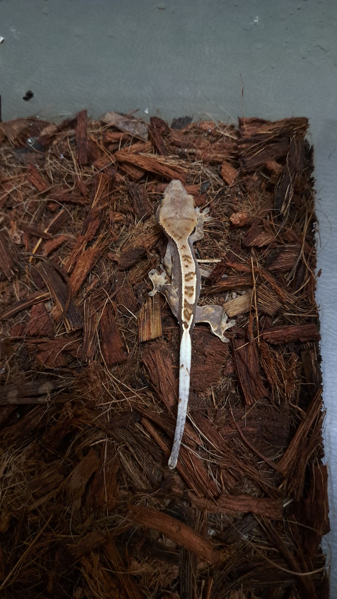 Війковий бананоїд