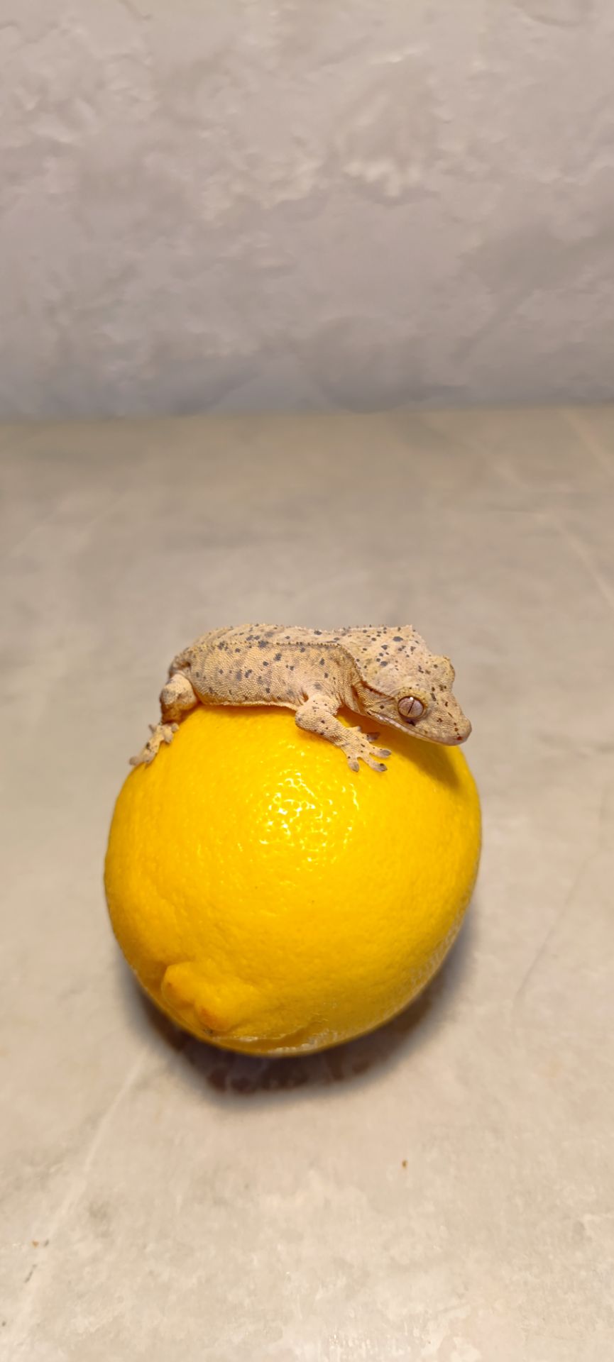 Війковий гекон бананоїд Реснитчастий гекон бананоед