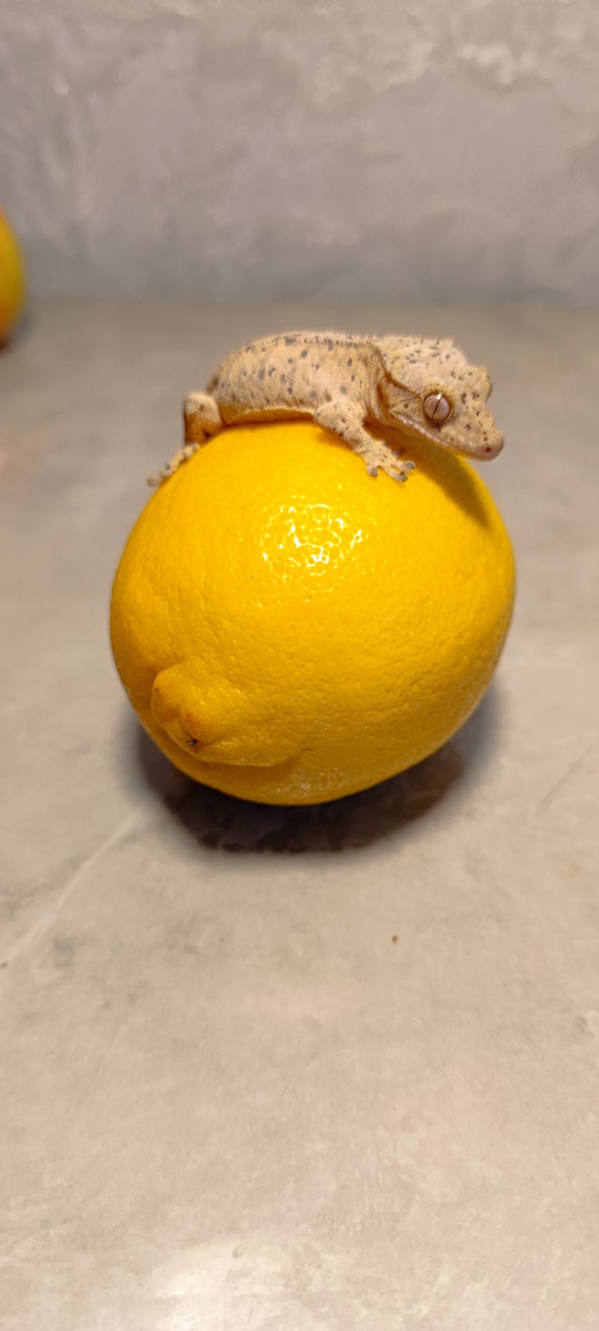 Війковий гекон бананоїд Реснитчастий гекон бананоед