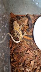 Війковий бананоїд