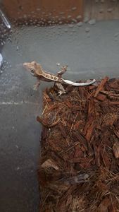 Війковий бананоїд