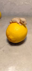 Війковий гекон бананоїд Реснитчастий гекон бананоед