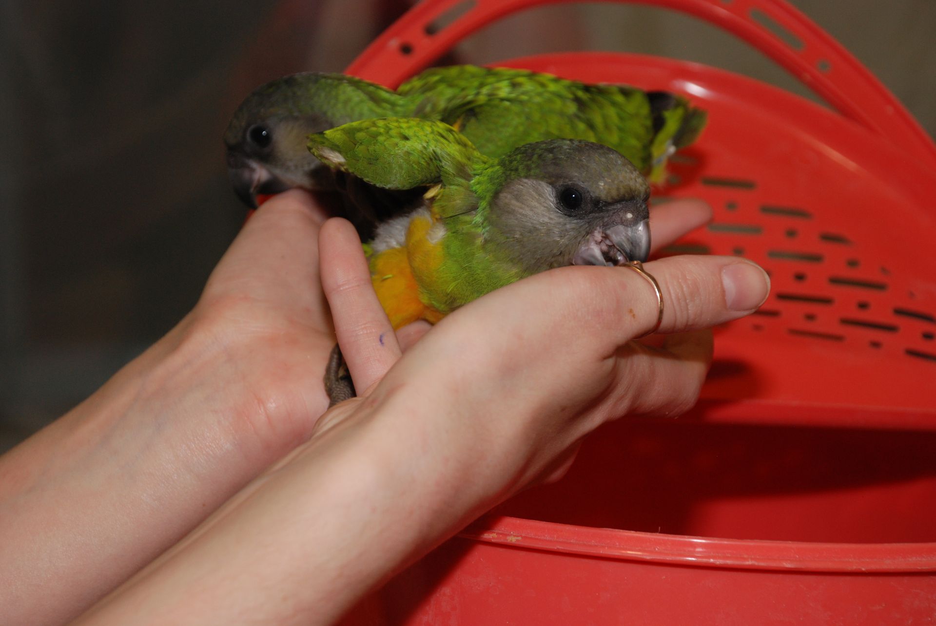 Сенегальский попугай, сенегал, ручні пташенята викормиші