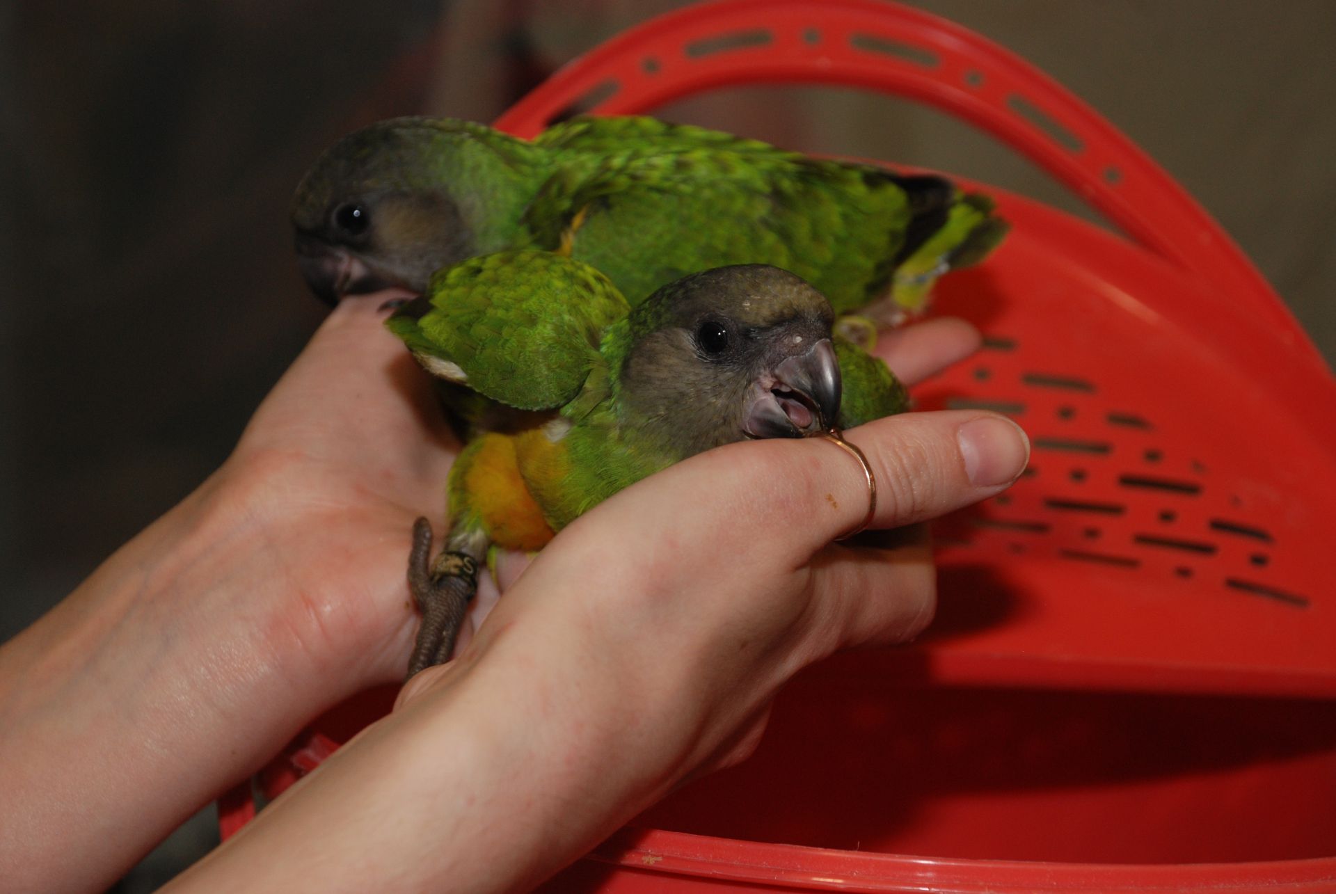 Сенегальский попугай, сенегал, ручні пташенята викормиші