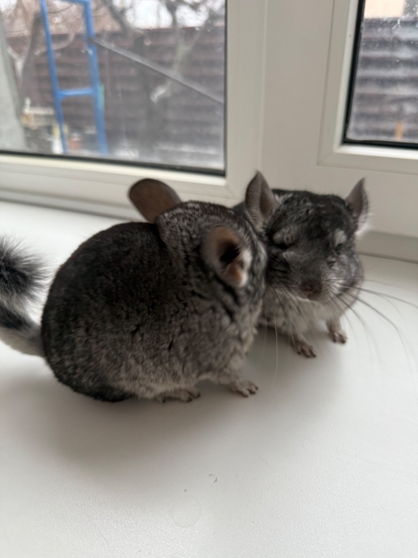 Ручні шиншилли