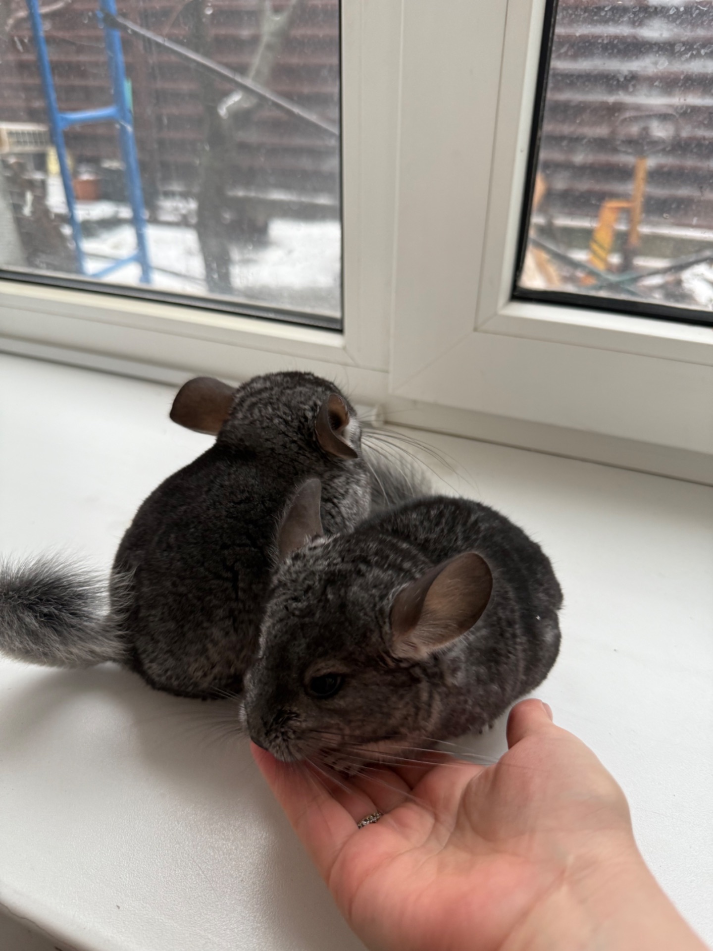 Ручні шиншилли