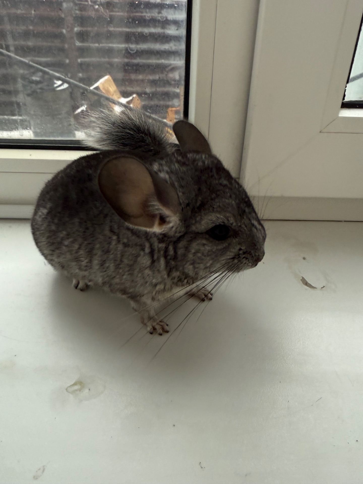 Ручні шиншилли