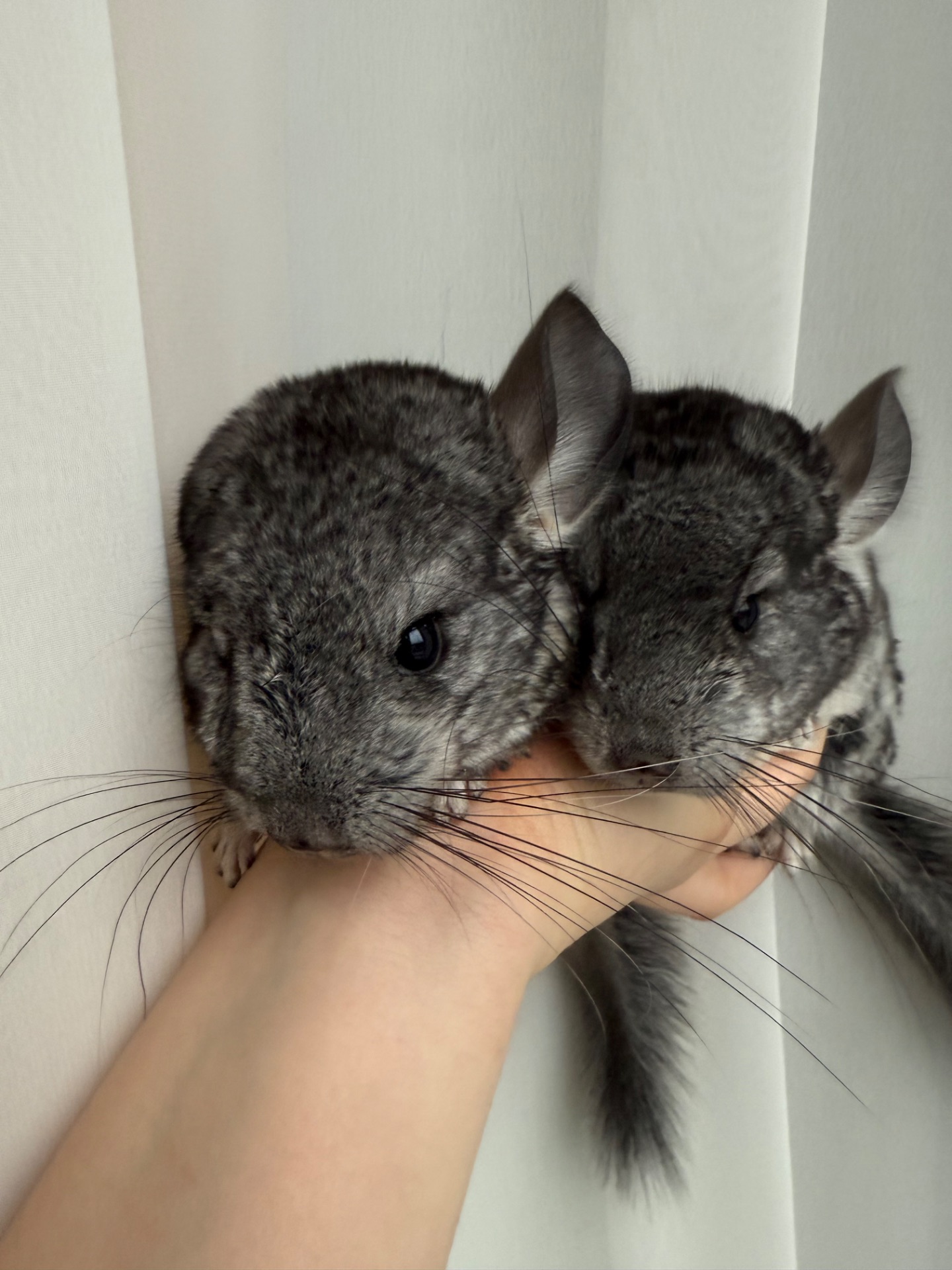 Ручні шиншилли