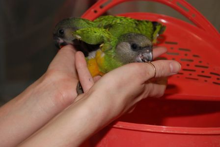 Сенегальский попугай, сенегал, ручні пташенята викормиші