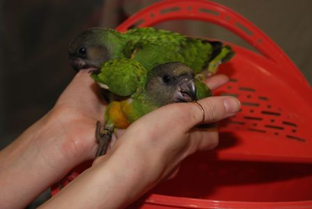 Сенегальский попугай, сенегал, ручні пташенята викормиші