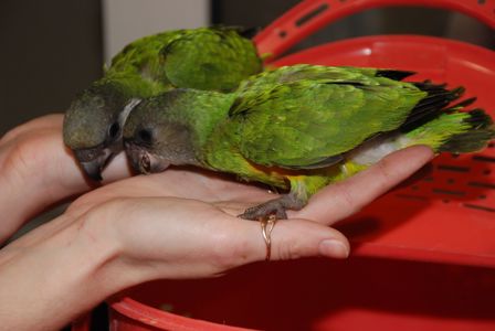 Сенегальский попугай, сенегал, ручні пташенята викормиші