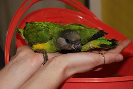 Сенегальский попугай, сенегал, ручні пташенята викормиші
