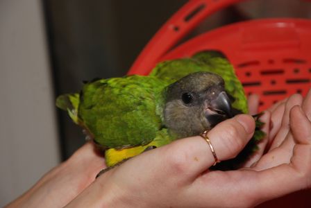 Сенегальский попугай, сенегал, ручні пташенята викормиші