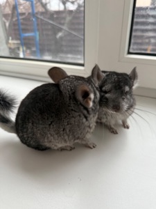 Ручні шиншилли