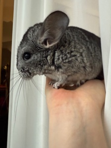 Ручні шиншилли