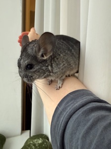 Ручні шиншилли