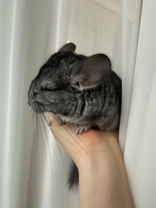 Ручні шиншилли