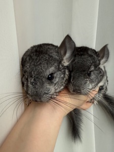 Ручні шиншилли