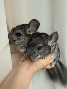 Ручні шиншилли