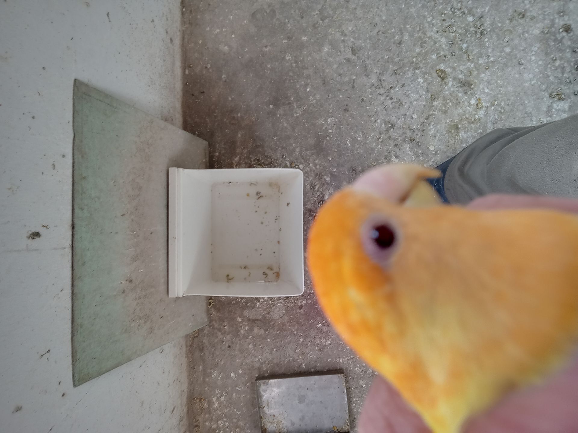 Продам молодих неразлучків