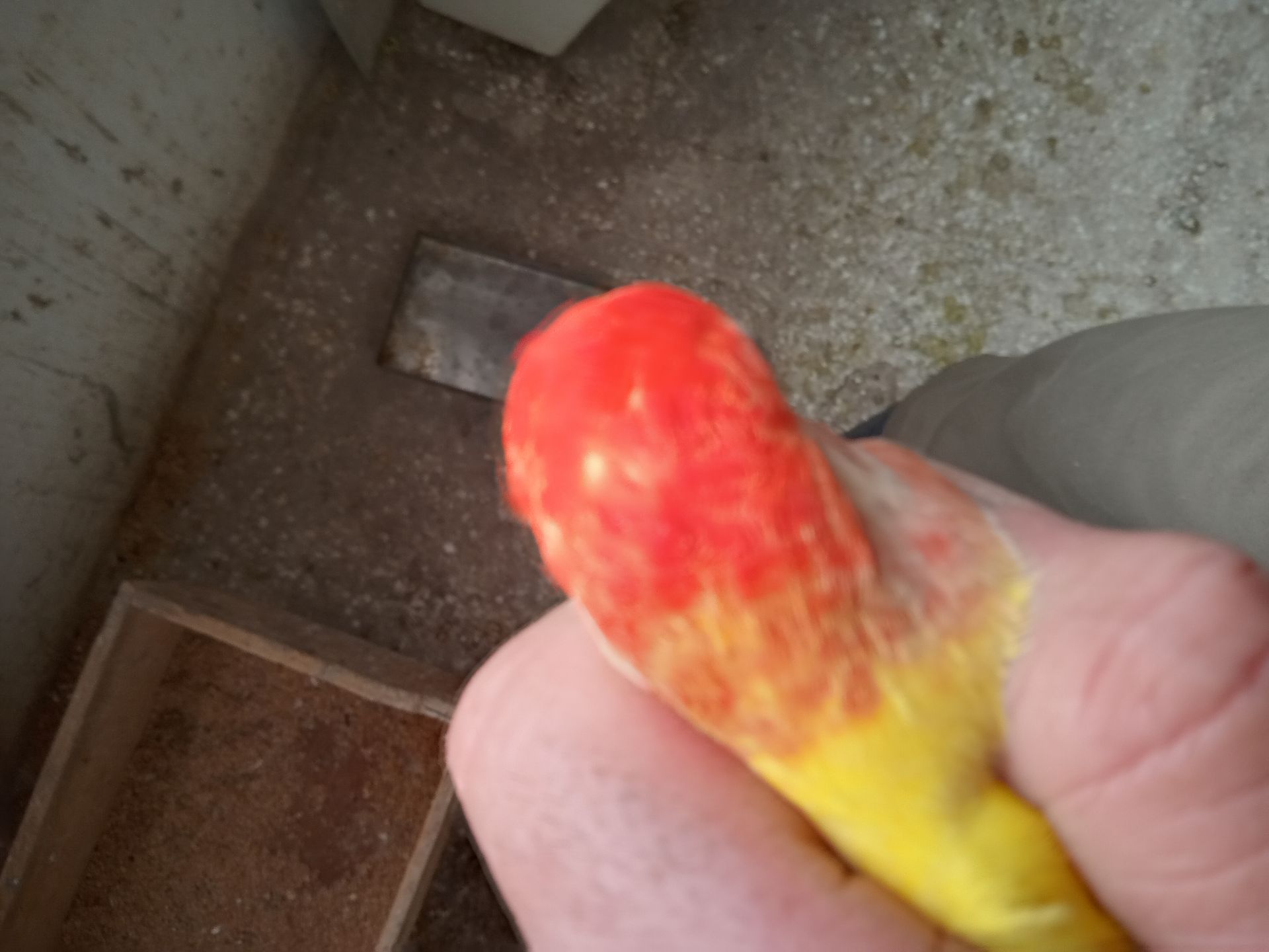 Продам молодих неразлучків