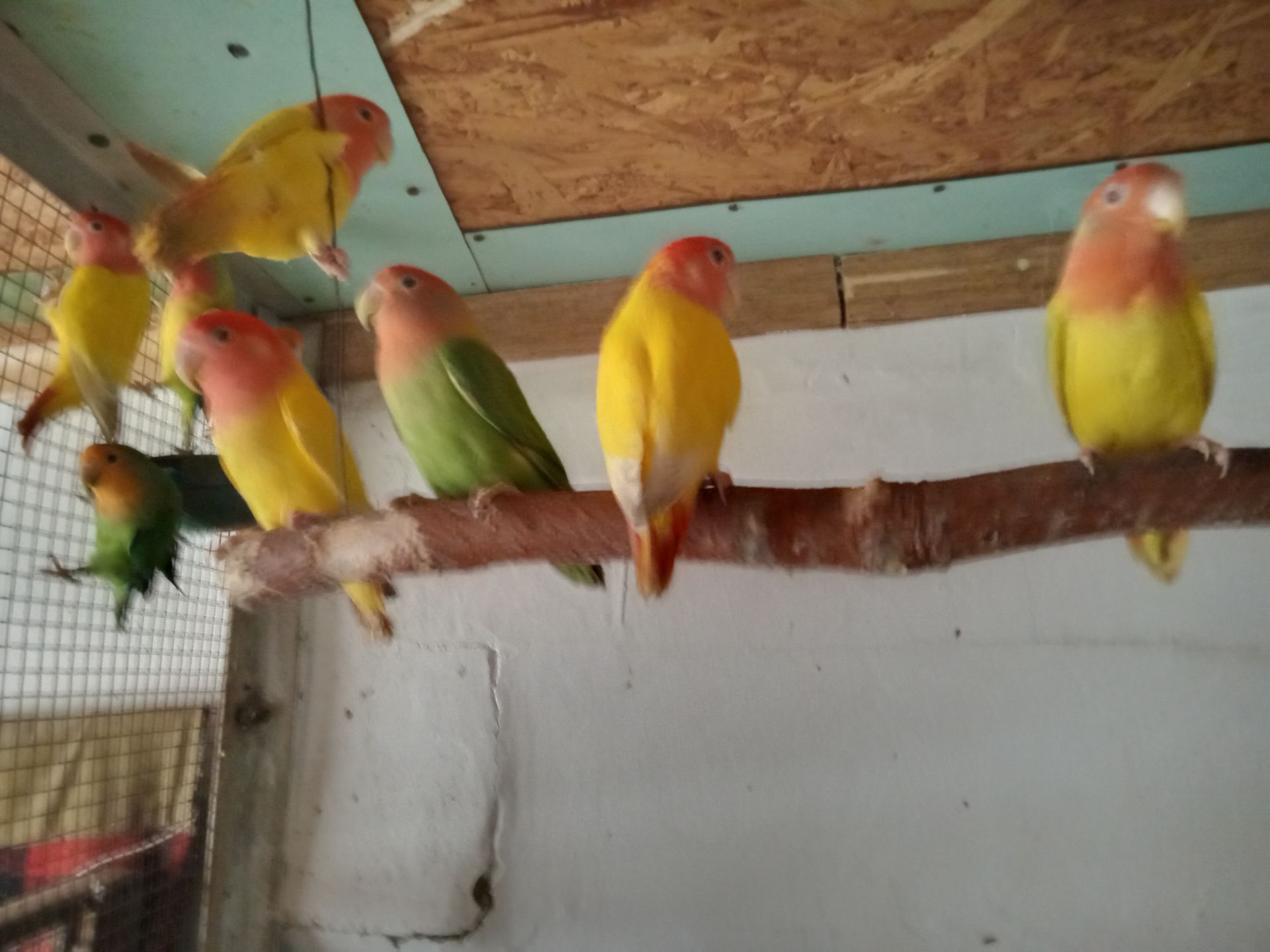 Продам молодих неразлучків